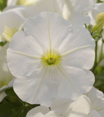 Сурфиния Табл Вайт